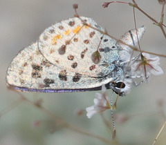 Euphilotes pallescens