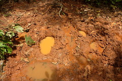Loxodonta cyclotis