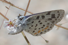 Euphilotes pallescens