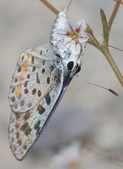 Euphilotes pallescens