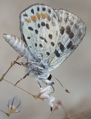 Euphilotes pallescens
