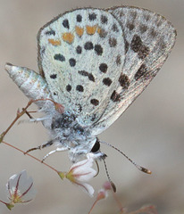 Euphilotes pallescens