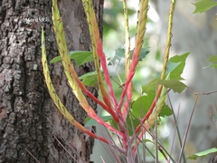 Tillandsia inopinata