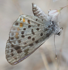 Euphilotes pallescens