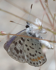 Euphilotes pallescens