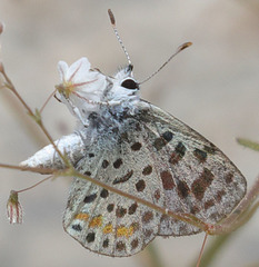 Euphilotes pallescens