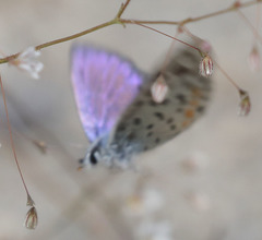 Euphilotes pallescens