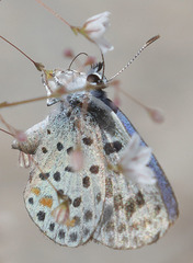 Euphilotes pallescens