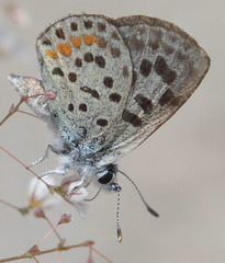 Euphilotes pallescens