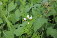 Solanum pinnatisectum