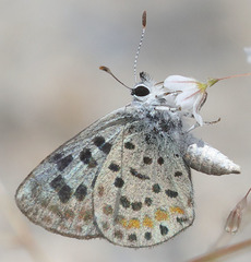 Euphilotes pallescens