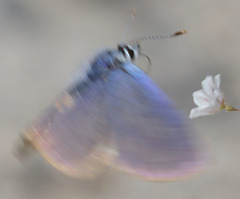 Euphilotes pallescens