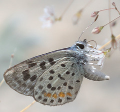Euphilotes pallescens