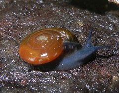 Oxychilus navarricus