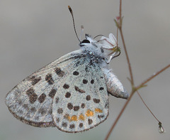 Euphilotes pallescens
