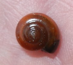 Oxychilus navarricus