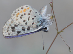 Euphilotes pallescens