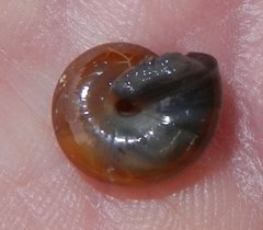 Oxychilus navarricus