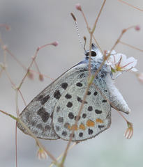 Euphilotes pallescens