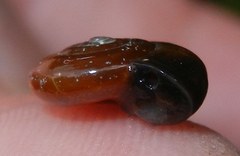 Oxychilus navarricus