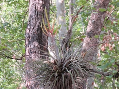 Tillandsia inopinata