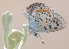 Euphilotes pallescens