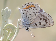 Euphilotes pallescens