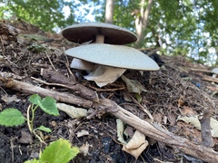 Cyclocybe parasitica