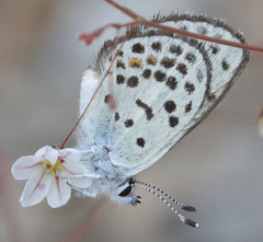 Euphilotes pallescens