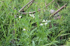 Solanum pinnatisectum