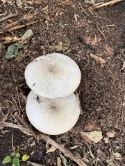 Cyclocybe parasitica