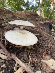 Cyclocybe parasitica