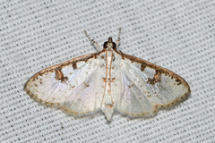 Palpita illibalis
