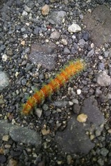 Ormiscodes amphimone