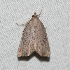 Cutina albopunctella