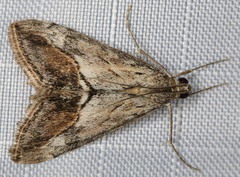 Evergestis subterminalis