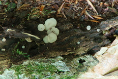 Tatraea macrospora image