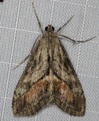 Evergestis subterminalis