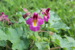 Proboscidea fragrans