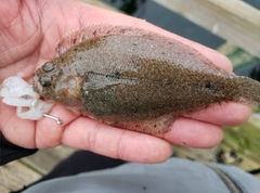 Citharichthys stigmaeus