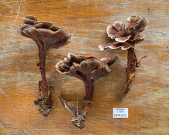 Stipitochaete