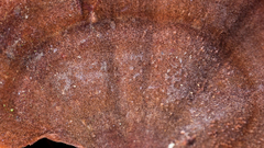 Stipitochaete