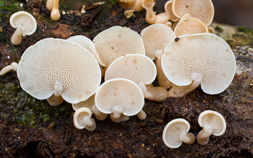 Panellus pusillus nuotrauka