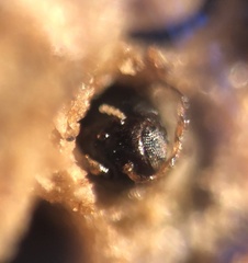 Callirhytis favosa