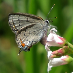 Satyrium californica