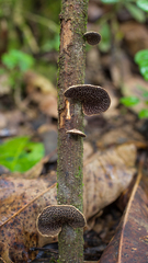 Pseudofavolus