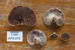 Pseudofavolus