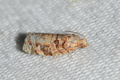 Argyrotaenia tabulana