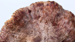 Pseudofavolus