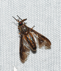 Chrysops macquarti